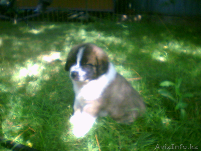 щенки московской сторожевой - Изображение #1, Объявление #733735