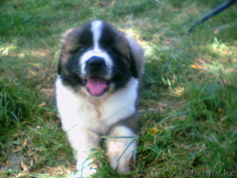 щенки московской сторожевой - Изображение #2, Объявление #733735