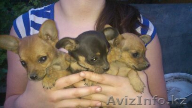 щенки той терьера - Изображение #1, Объявление #738770