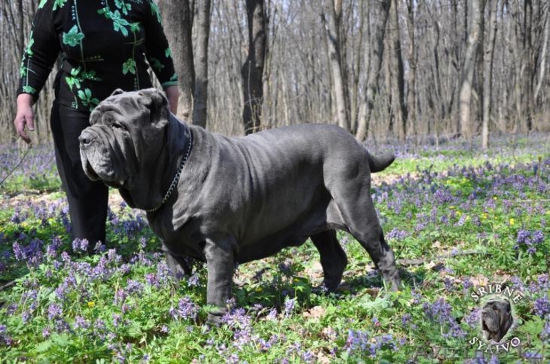 елитные щенки мастино наполетано - Изображение #4, Объявление #741153