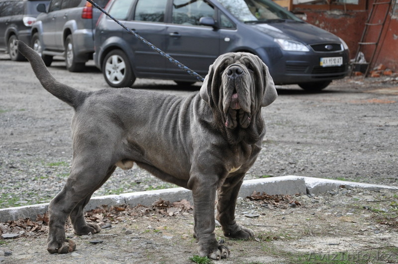 елитные щенки мастино наполетано - Изображение #3, Объявление #741153