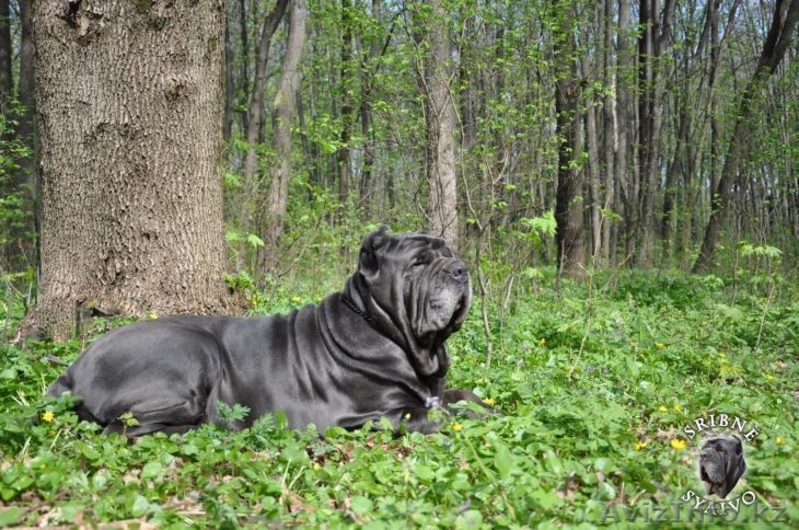 елитные щенки мастино наполетано - Изображение #5, Объявление #741153