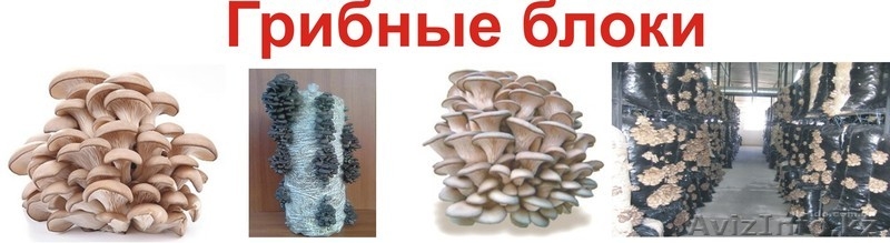 Ищу партнера (спонсора) для строительства теплиц по выращиванию грибов - Изображение #3, Объявление #736945