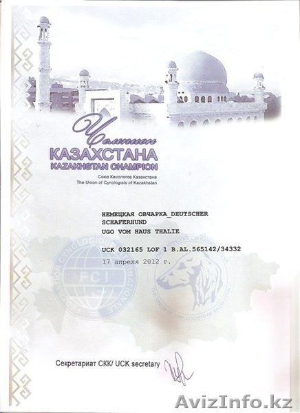 Продам щенка НО - Изображение #1, Объявление #736791