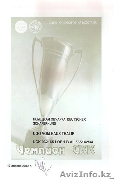 Продам щенка НО - Изображение #2, Объявление #736791