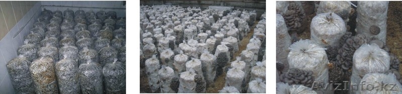 Ищу партнера (спонсора) для строительства теплиц по выращиванию грибов - Изображение #2, Объявление #736945