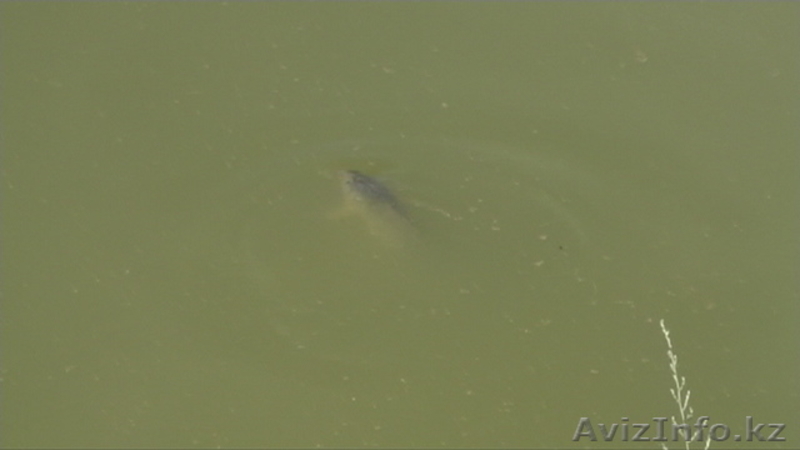 крестьянское хозяйство, земельный участок - Изображение #6, Объявление #741006