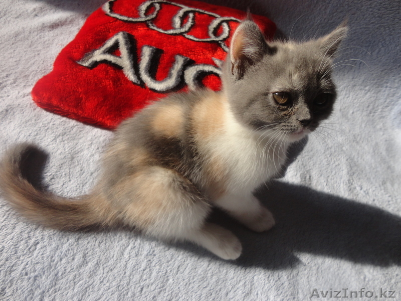 Продам шотланского котёнка Скоттиш страйт, цена договорная - Изображение #2, Объявление #736180