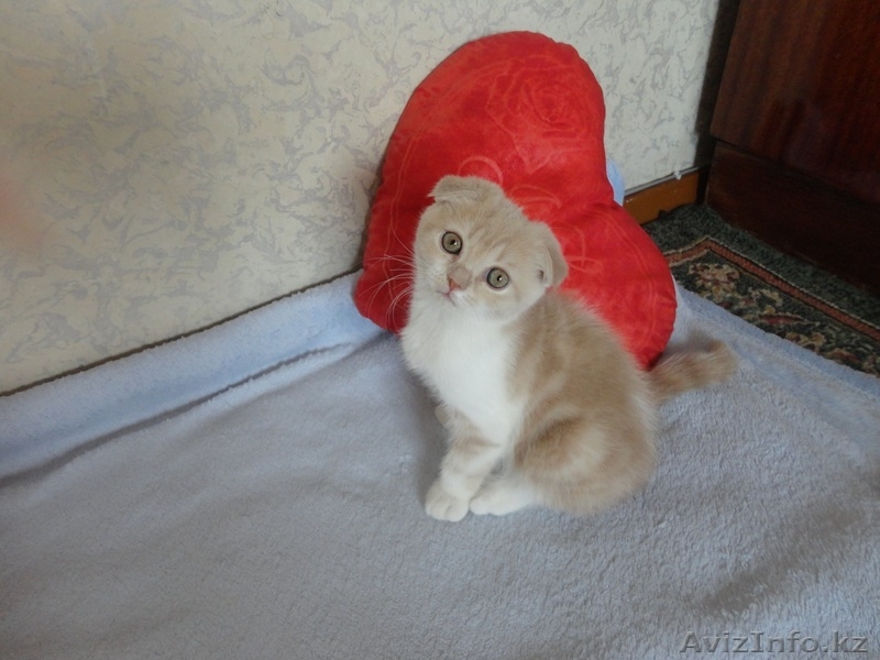 Продам шотланского вислоухого котёнка, цена договорная - Изображение #1, Объявление #736175