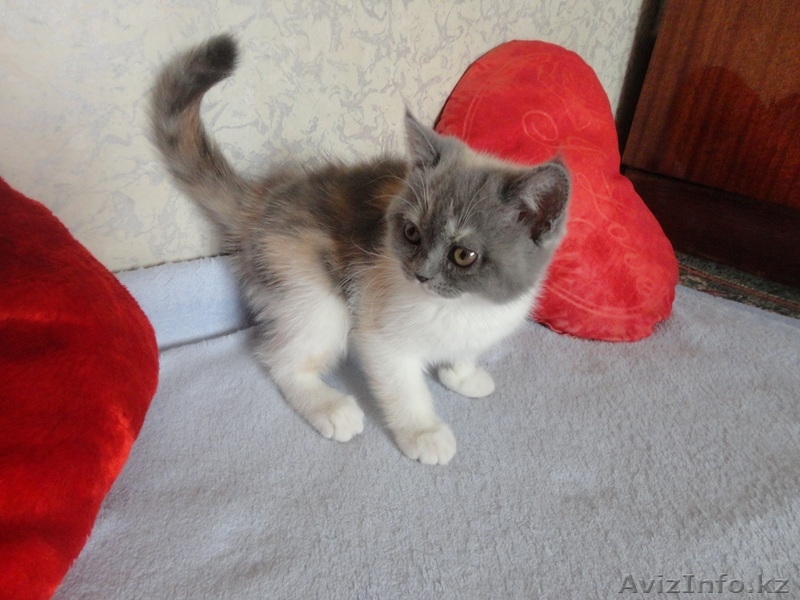 Продам шотланского котёнка Скоттиш страйт, цена договорная - Изображение #1, Объявление #736180