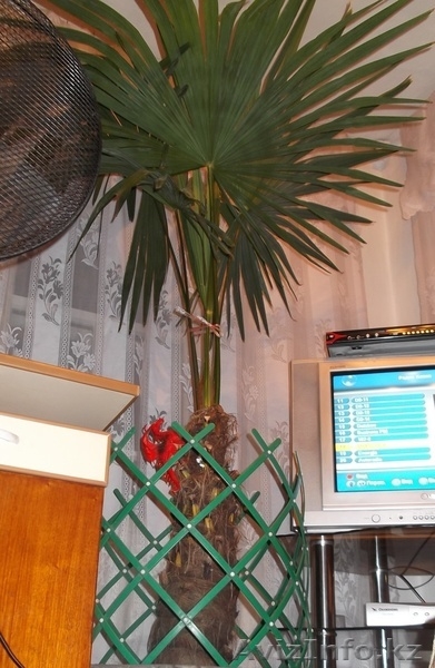 Пальма Вашингтония - Изображение #3, Объявление #740966