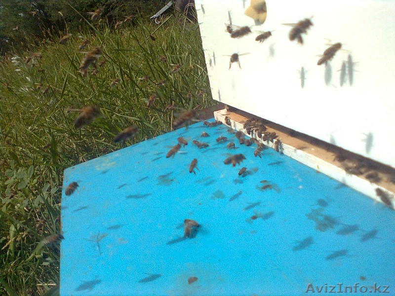 Мёд натуральный. - Изображение #4, Объявление #742891