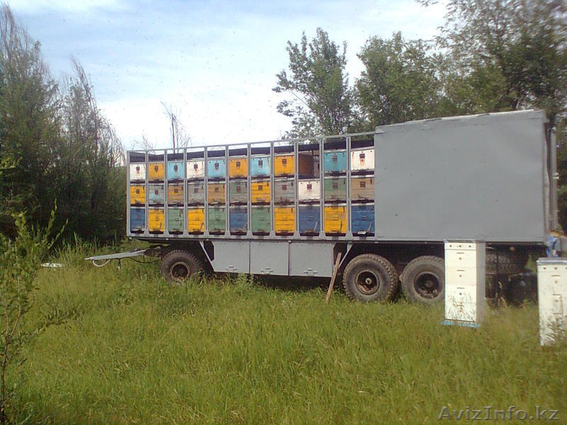 Мёд натуральный. - Изображение #2, Объявление #742891