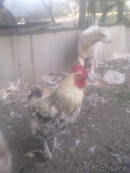 куры,гуси,петухи,цеплята,козёл. - Изображение #3, Объявление #736826