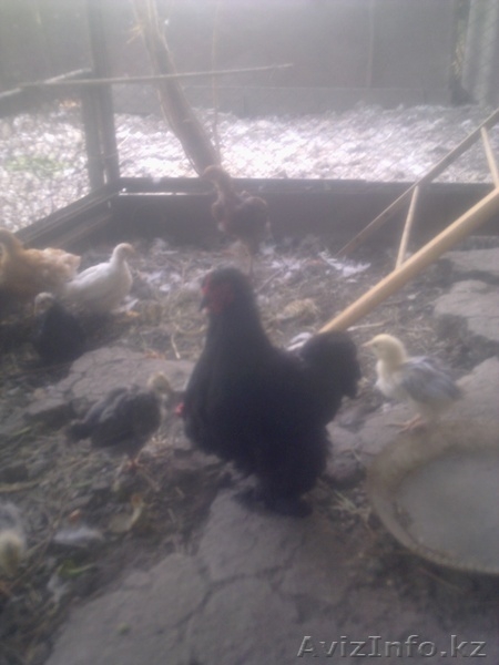 куры,гуси,петухи,цеплята,козёл. - Изображение #4, Объявление #736826
