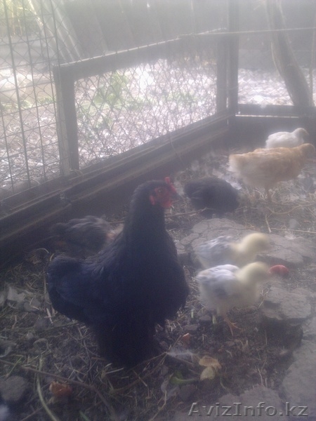 куры,гуси,петухи,цеплята,козёл. - Изображение #6, Объявление #736826