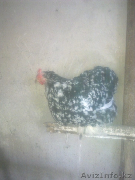 куры,гуси,петухи,цеплята,козёл. - Изображение #5, Объявление #736826