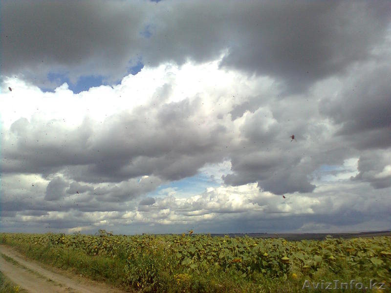 Мёд натуральный. - Изображение #1, Объявление #742891