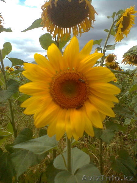 Мёд натуральный. - Изображение #3, Объявление #742891