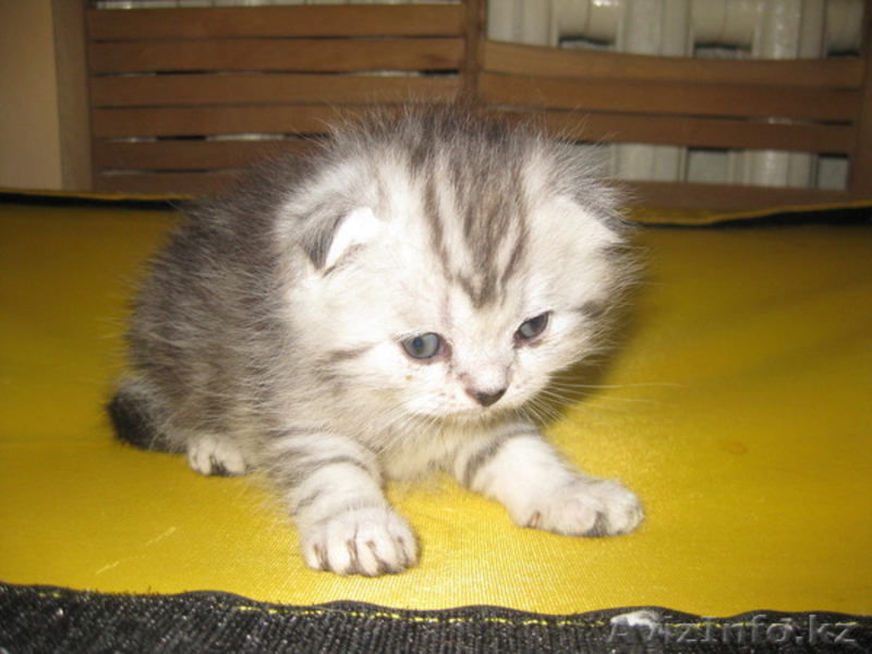 Вислоухие и прямоухие котята - Изображение #2, Объявление #739324