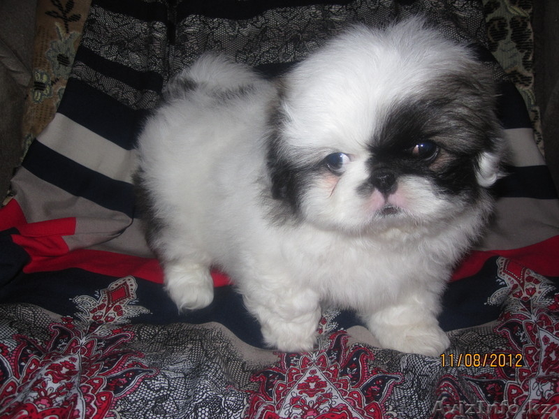 Продаются щенки породы "Пекинес". - Изображение #1, Объявление #736472