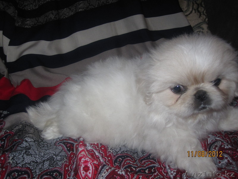 Продаются щенки породы "Пекинес". - Изображение #4, Объявление #736472