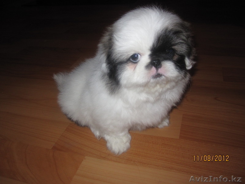 Продаются щенки породы "Пекинес". - Изображение #6, Объявление #736472