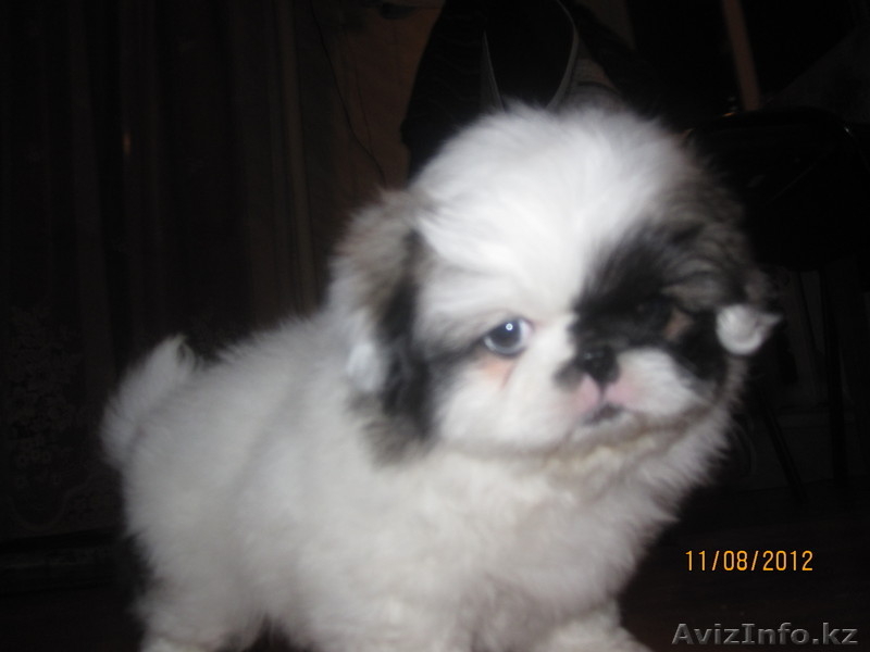 Продаются щенки породы "Пекинес". - Изображение #7, Объявление #736472