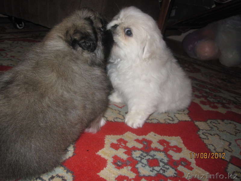 Продаются щенки породы "Пекинес". - Изображение #8, Объявление #736472