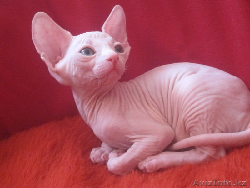 Продам канадиков - Изображение #3, Объявление #738443