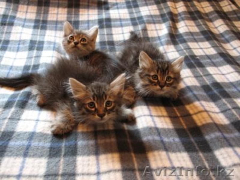 Отдадим милык котиков - Изображение #1, Объявление #746460