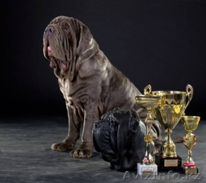 елитные щенки мастино наполетано - Изображение #2, Объявление #741153