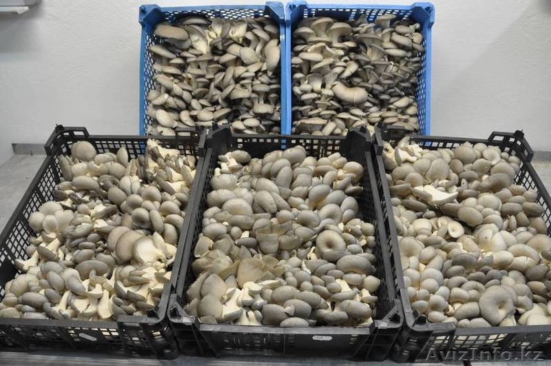 Ищу партнера (спонсора) для строительства теплиц по выращиванию грибов - Изображение #1, Объявление #736945