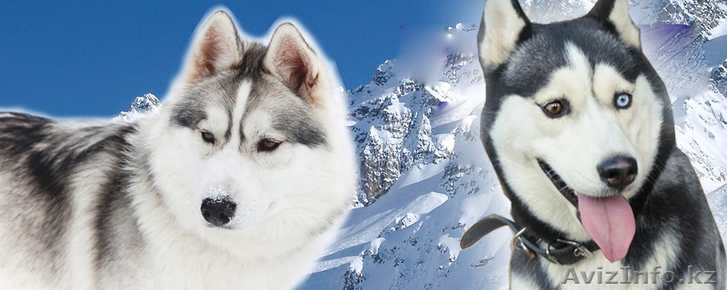 Сибирский Хаски щенки СКК/FCI д.р.23.07.2012 г.Алматы Кадников.Ю.В - Изображение #6, Объявление #748923