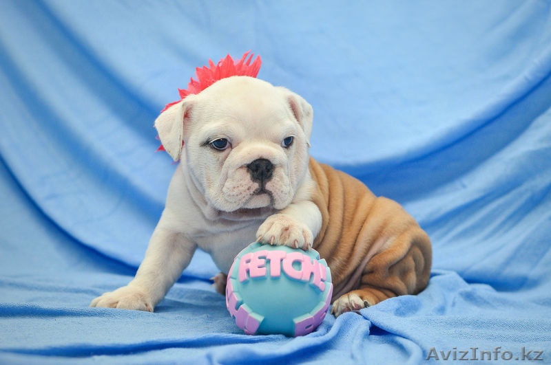 Английский бульдог щенки(Казахстан,Алматы,FCI) - Изображение #4, Объявление #750933