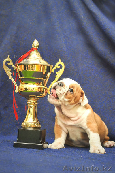 Английский бульдог щенки(Казахстан,Алматы,FCI) - Изображение #5, Объявление #750933