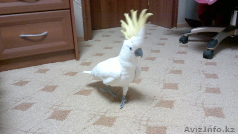 Продам Экзотических попугаев Большой ассортимент. - Изображение #8, Объявление #752835