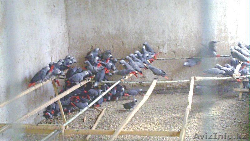 Продам Экзотических попугаев Большой ассортимент. - Изображение #9, Объявление #752835