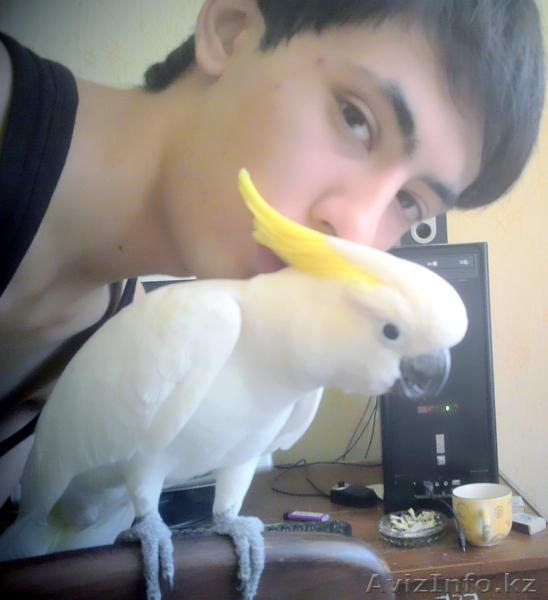 Продам Экзотических попугаев Большой ассортимент. - Изображение #5, Объявление #752835