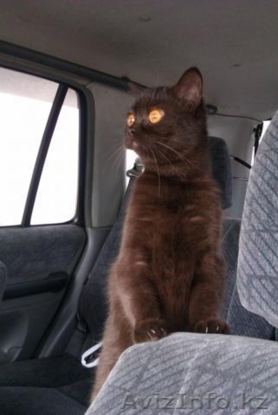 Британские плюшевые котятки! - Изображение #2, Объявление #754352