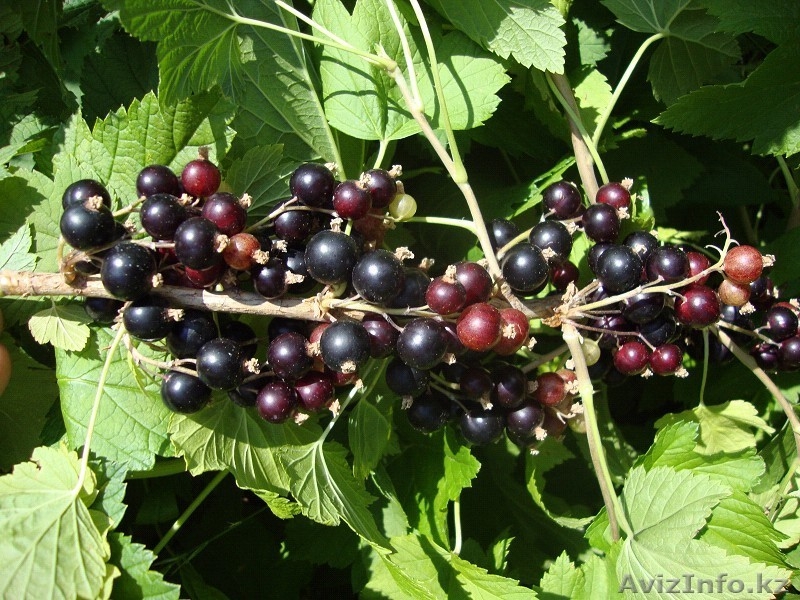 Малина Бабье лето, смородина, крыжовник рассада - Изображение #6, Объявление #763329