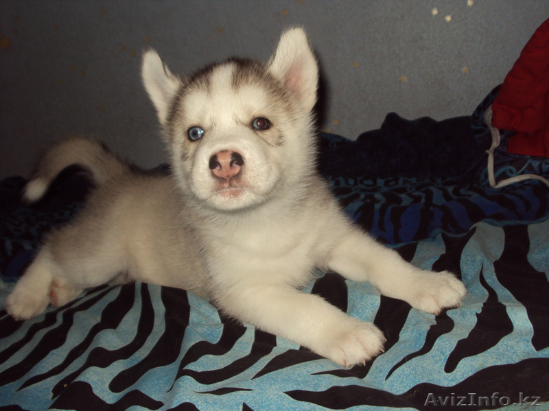 Сибирский Хаски щенки СКК/FCI д.р.23.07.2012 г.Алматы Кадников.Ю.В - Изображение #3, Объявление #748923