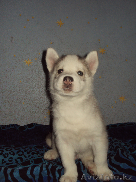 Сибирский Хаски щенки СКК/FCI д.р.23.07.2012 г.Алматы Кадников.Ю.В - Изображение #4, Объявление #748923