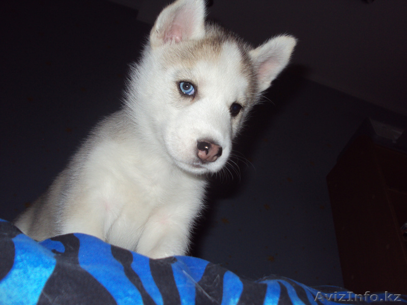 Сибирский Хаски щенки СКК/FCI д.р.23.07.2012 г.Алматы Кадников.Ю.В - Изображение #5, Объявление #748923