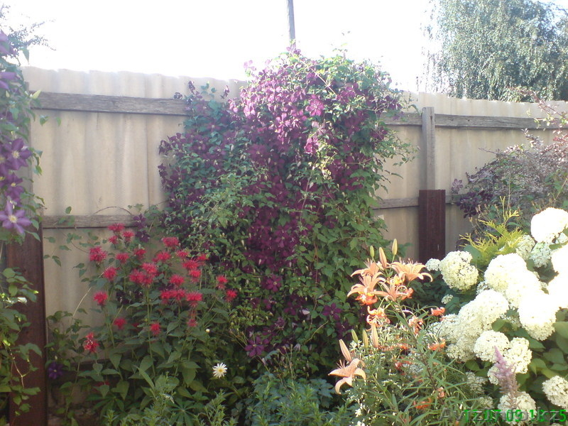 Озеленение и ландшафтный дизайн. Реализация садовых растений - Изображение #9, Объявление #753044