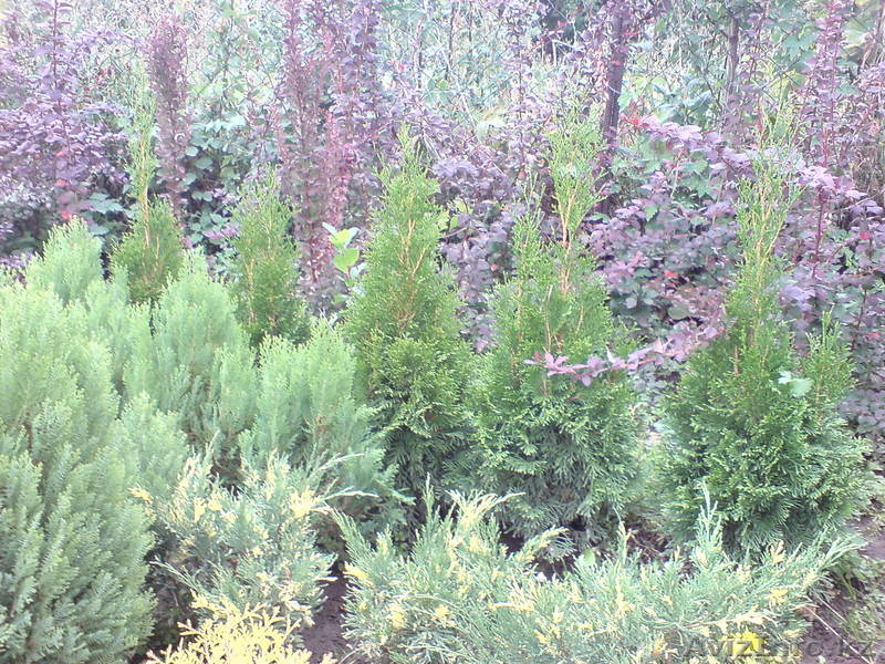 Озеленение и ландшафтный дизайн. Реализация садовых растений - Изображение #7, Объявление #753044