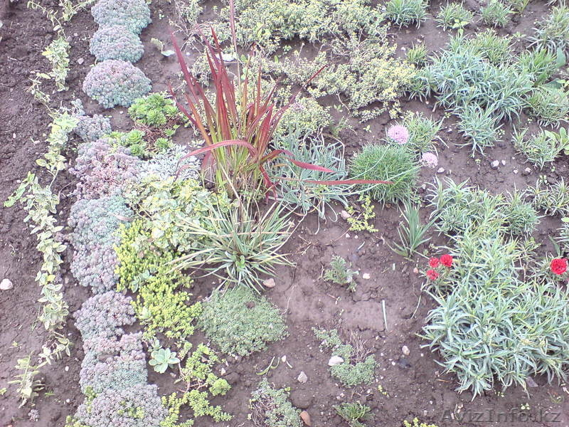 Озеленение и ландшафтный дизайн. Реализация садовых растений - Изображение #8, Объявление #753044