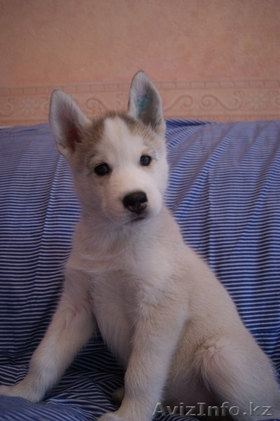 Щенки Сибирский Хаски Алматы - Изображение #1, Объявление #754692