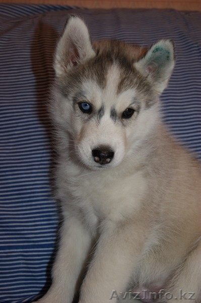Щенки Сибирский Хаски Алматы - Изображение #3, Объявление #754692