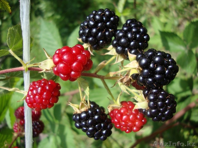 Малина Бабье лето, смородина, крыжовник рассада - Изображение #3, Объявление #763329